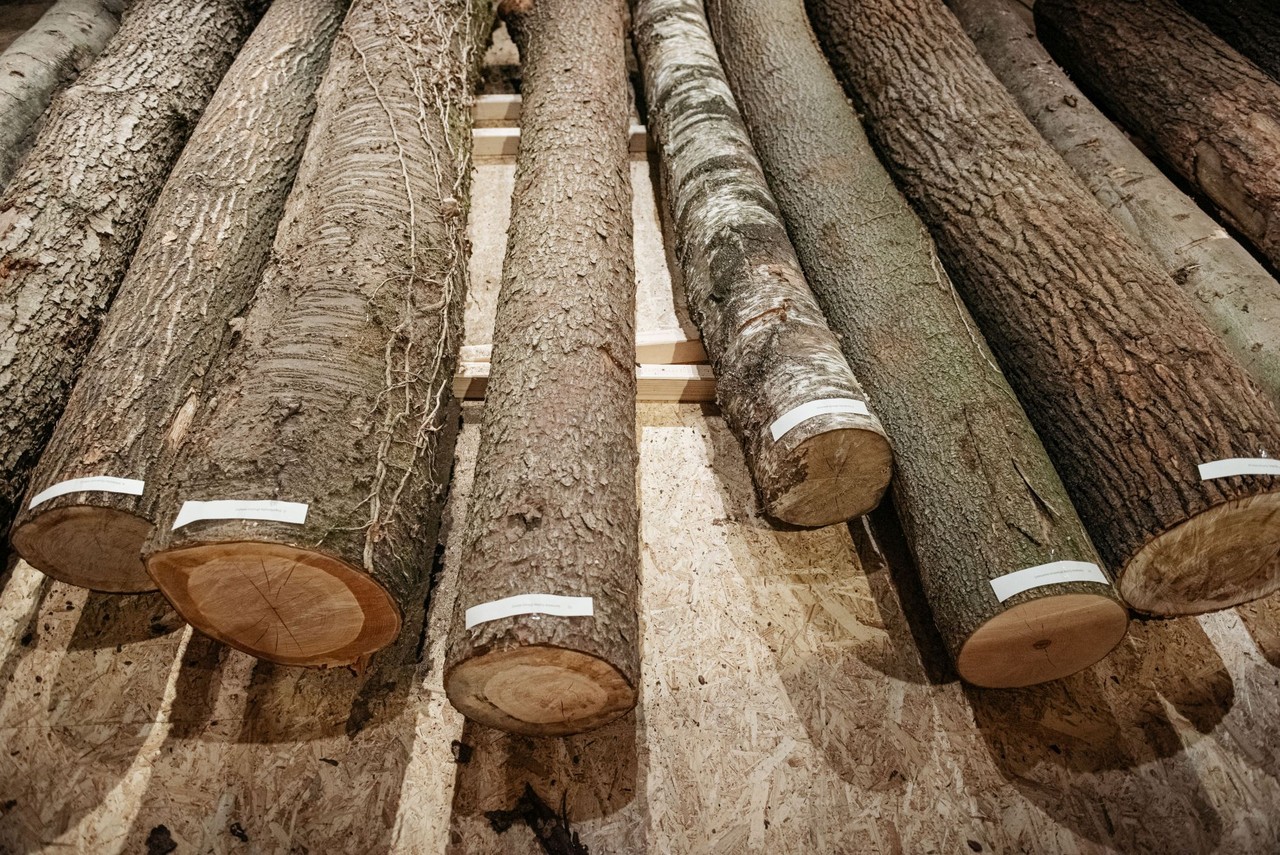 Für den Baumartenwald wurden in den letzten Monaten zwölf verschiedene Baumstämme aus der Region Münsterland in das Museum transportiert. Foto: LWL/Steinweg