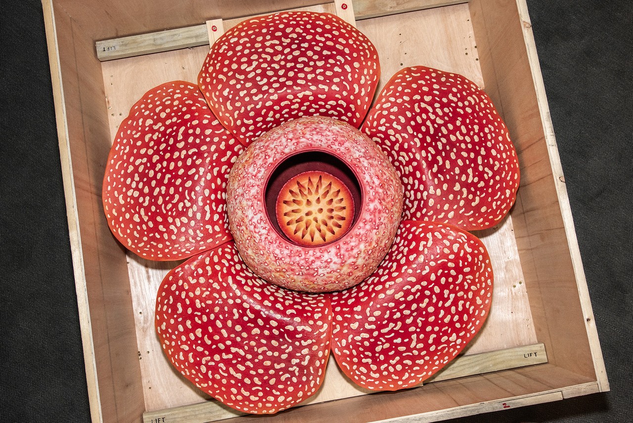 Ein 1:1 Modell der Rafflesia deren Blüten bis zu einem Meter im Durchmesser haben.