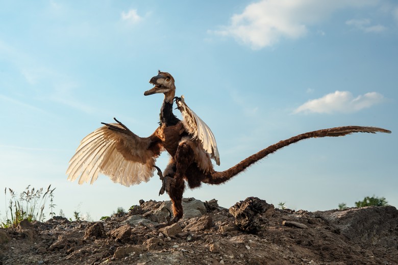 Modell eines Velociraptors. Foto: LWL, Oblonczyk