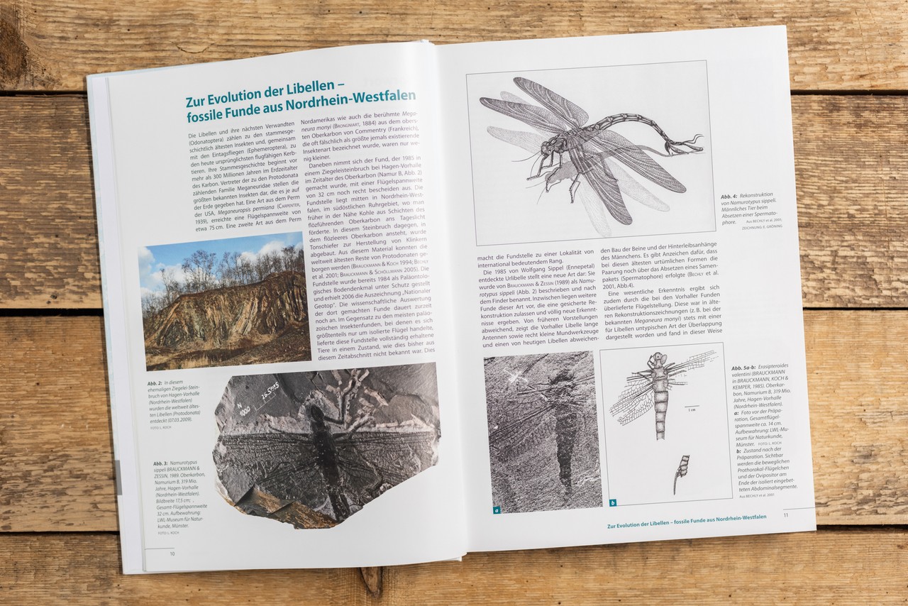 Blick in das Buch: Zur Evolution der Libellen. Foto: LWL/Steinweg