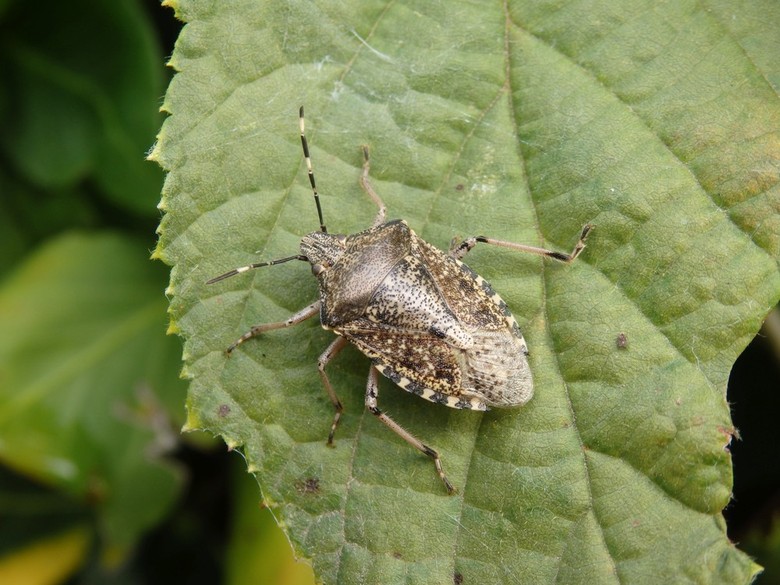 Graue Gartenwanze