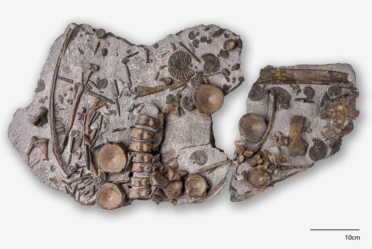 Die 180 bis 190 Millionen Jahre alten Fossilien des Ichthyosaurier-Exemplars werden im LWL-Museum für Naturkunde weiter untersucht. Foto: LWL, Steinweg