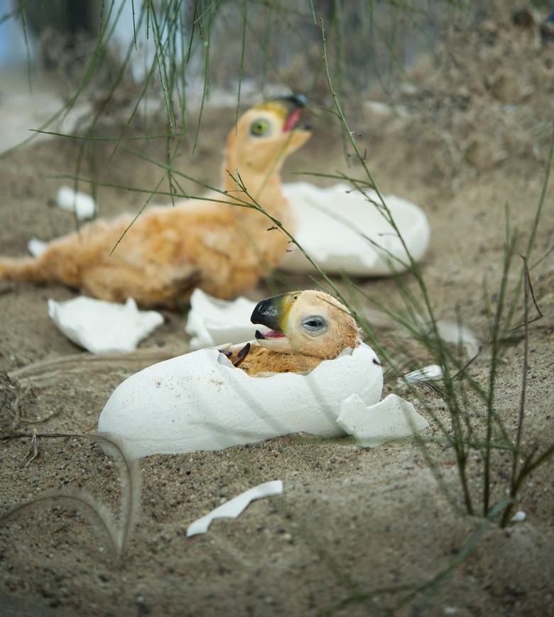 Dino-Jungtiere in Eiern. Foto: LWL, Oblonczyk