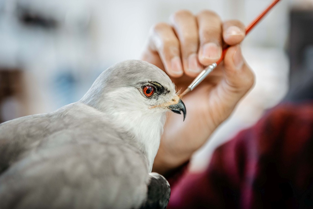 Der Gleitaar ist nun das jüngste Mitglied der rund 26.000 Objekte umfassende Vogelsammlung des LWL-Museums für Naturkunde. Foto: LWL/Steinweg
