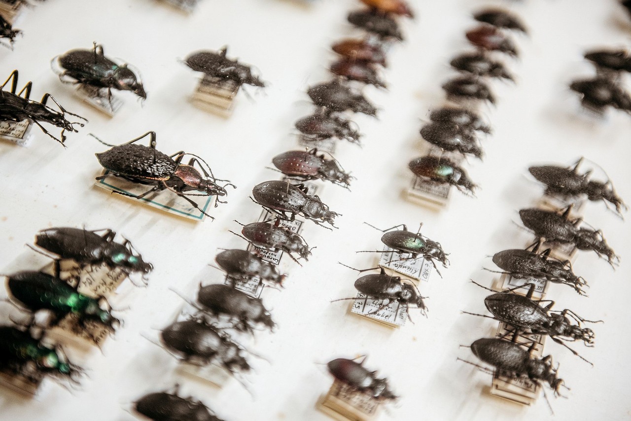 Der Fund kommt in die Insektensammlung des LWL-Museums für Naturkunde, die seit 1873 aufgestockt wird und schon über 1.125.000 Exemplare enthält. Foto: LWL, Steinweg
