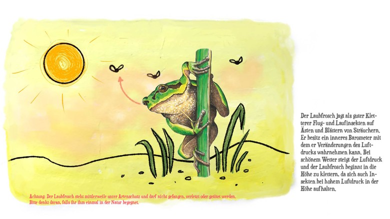 Illustration eines Laubfrosches, der von Fliegen umgeben vor der Sonne auf einem Grashalm hockt.