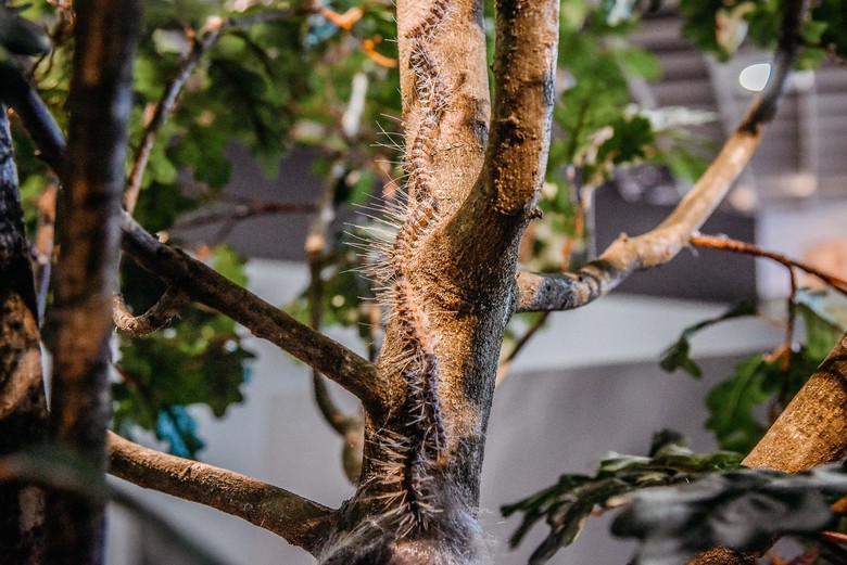 Modelle von Eichenprozessionsspinnern an einem Baum in der Ausstellung