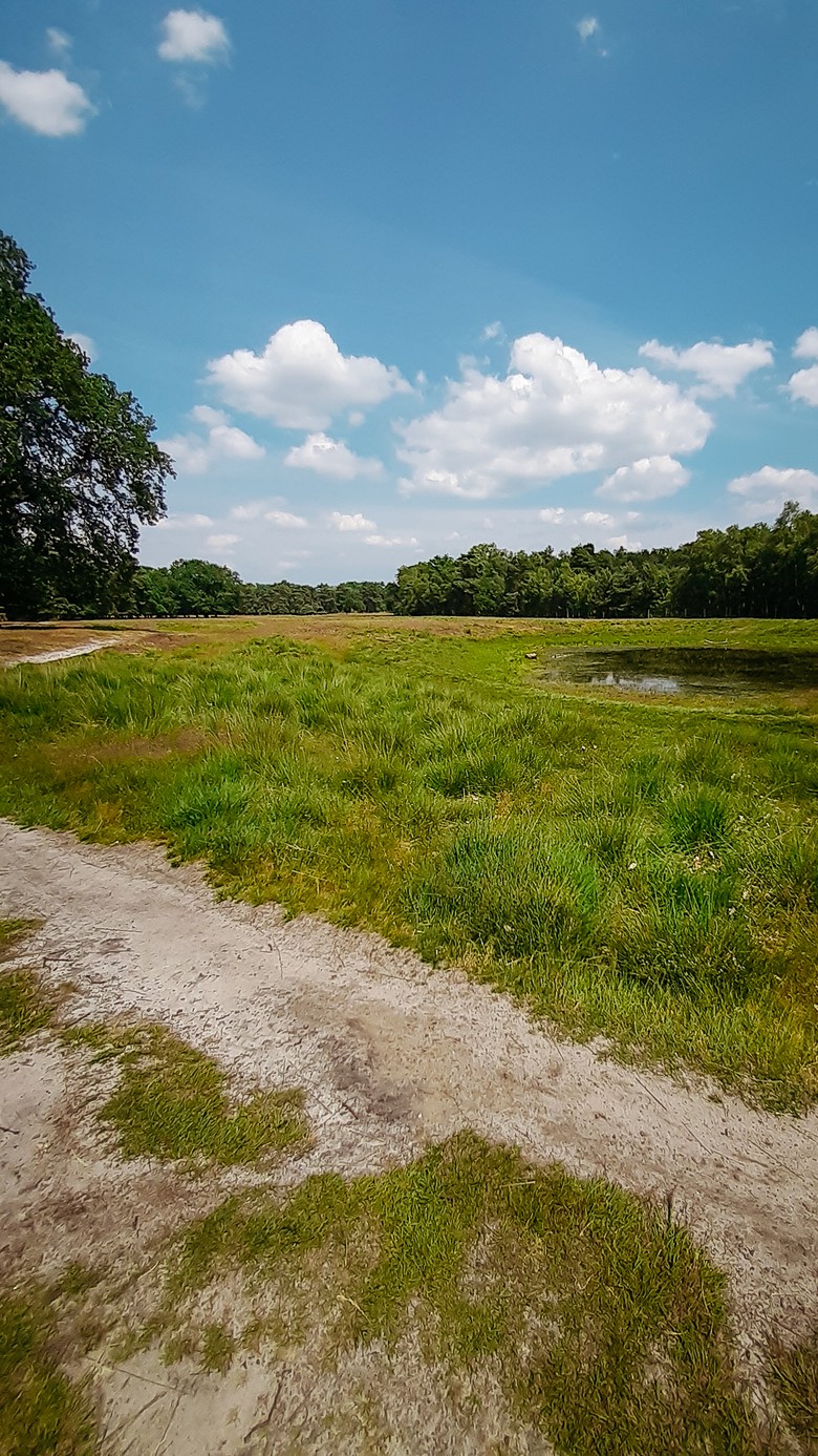 Heide mit Heideweiher. Foto: LWL/Mollmann