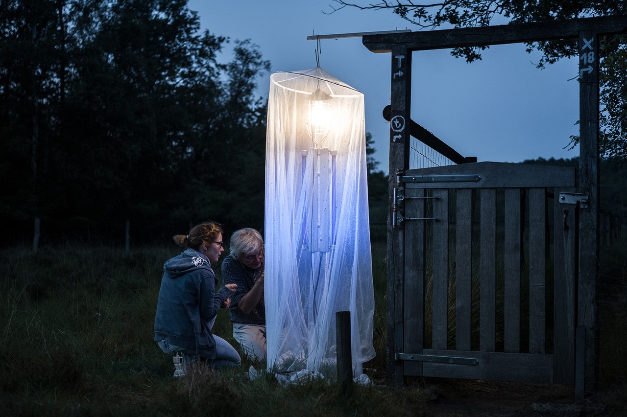 Mit einem Licht wurden nachtaktive Insekten in einem großen, hängenden Netz gefangen. Zwei Frauen schauen sich die Insekten an.