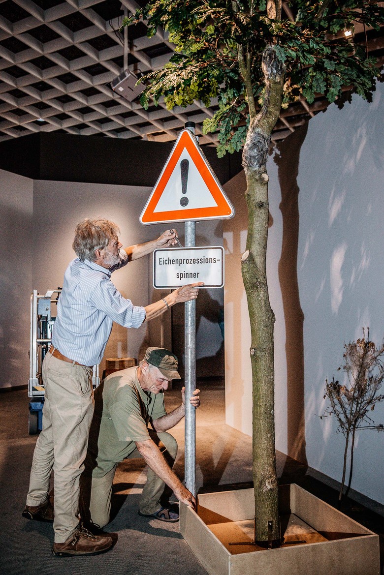 Zwei Präparatoren installieren ein Warnschild für die Eichenprozessionsspinner in der Ausstellung.
