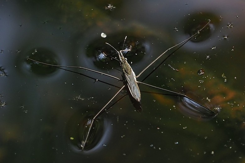 Sumpfwasserläufer