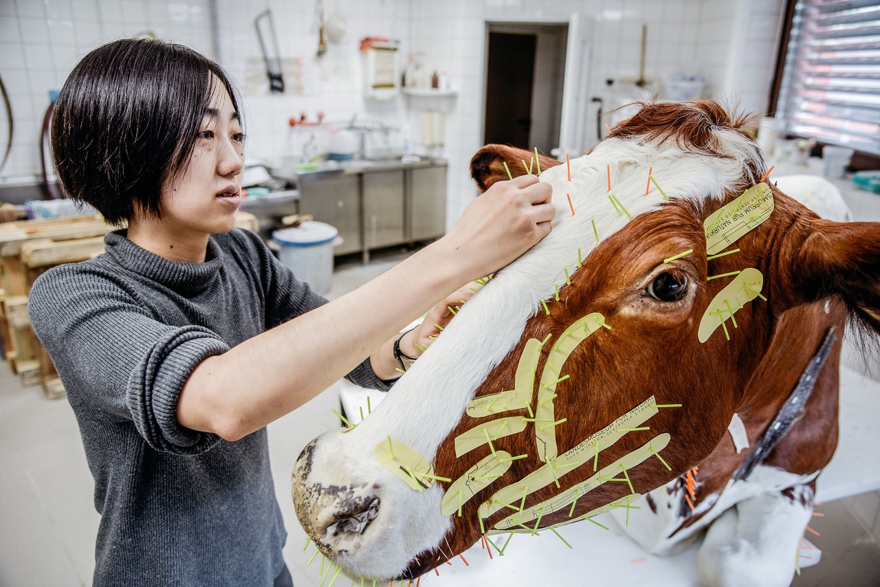 Präparatorin Narumi Sato fixiert die Haut mit vielen einzelnen Nadeln am Kopf des Kuhmodells