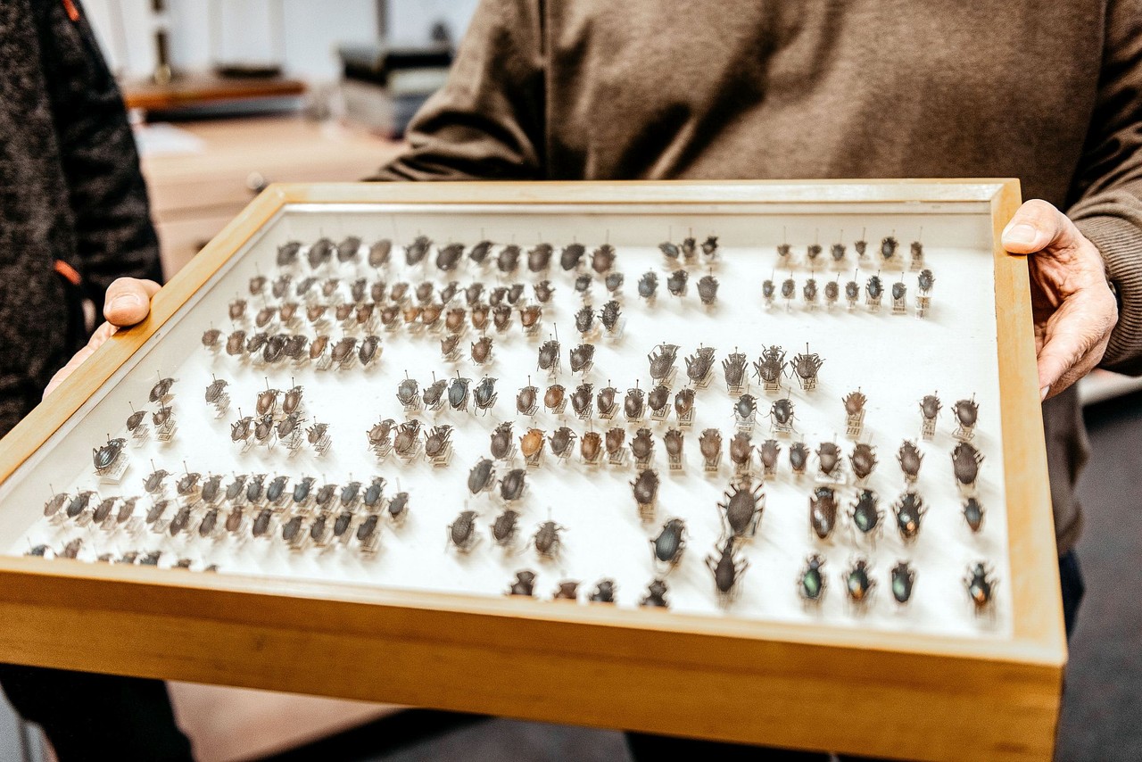 Die Sammlung, die das LWL-Museum für Naturkunde geschenkt bekommt, besteht aus drei Kästen mit über 350 Insekten aus aller Welt, inklusive Westfalen. Foto: LWL, Steinweg