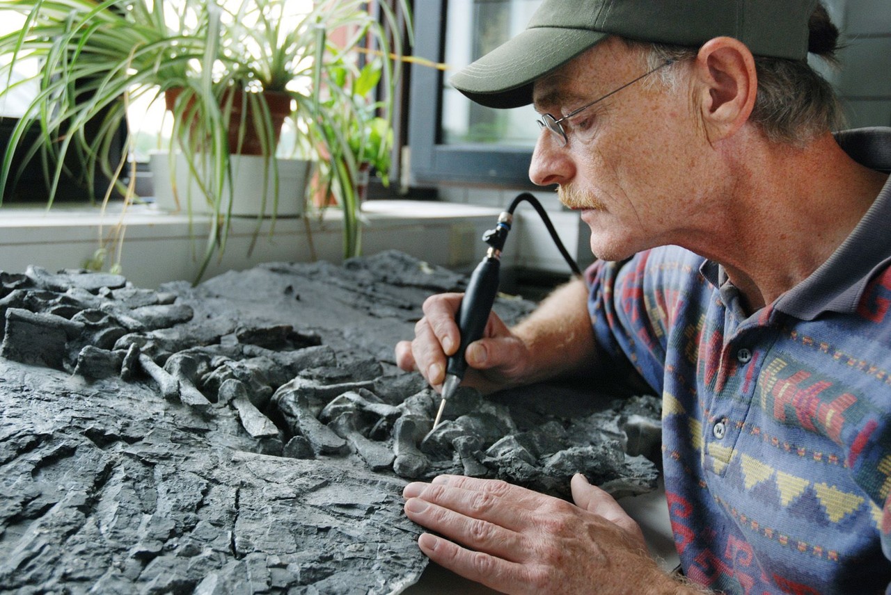 Manfred Schlösser, geologisch-paläontologischer Präparator im LWL-Museum für Naturkunde, präpariert die Fossilien des Ichthyosaurier-Exemplars. Foto: LWL; Oblonczyk