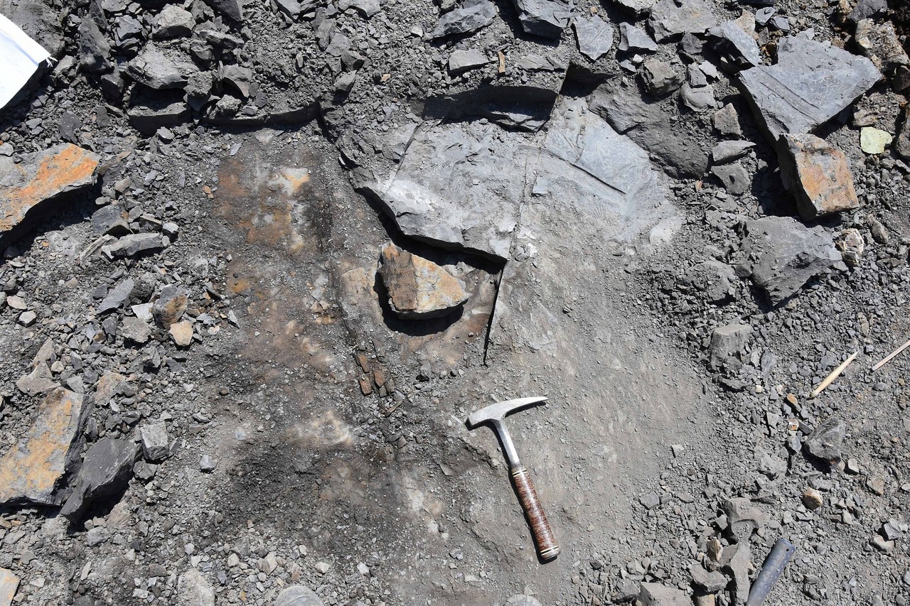 Die 150 fossilen Einzelstücke wurden bei einer Exkursion in Jöllenbeck in einer aktiven Tongrube entdeckt. Foto: LWL, Schwermann