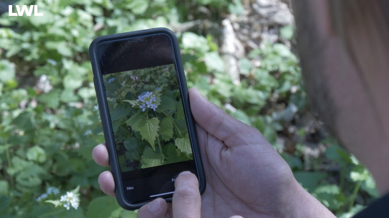 Ein Mann fotografiert eine Pflanze mit seinem Handy.