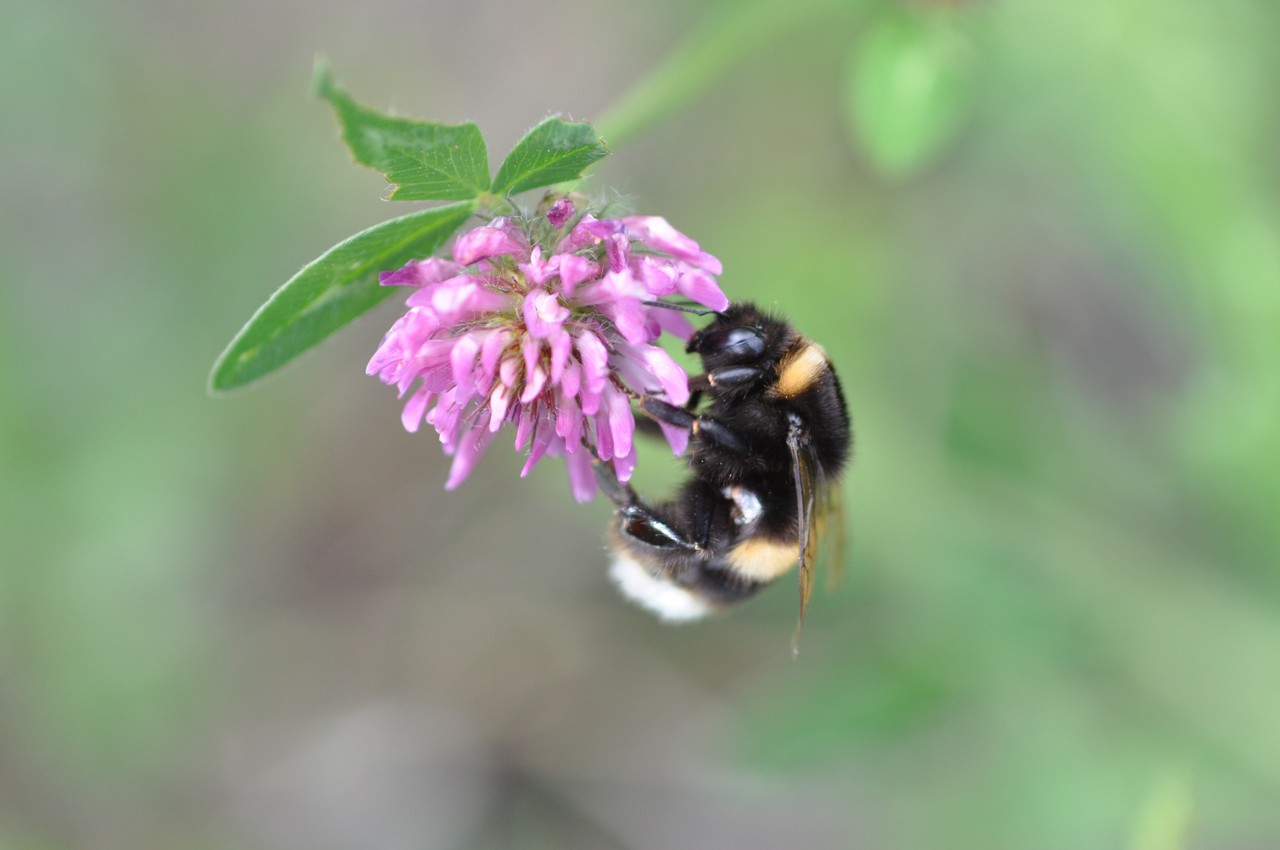 Dunkle Erdhummel an pinkfarbenen Blüte.