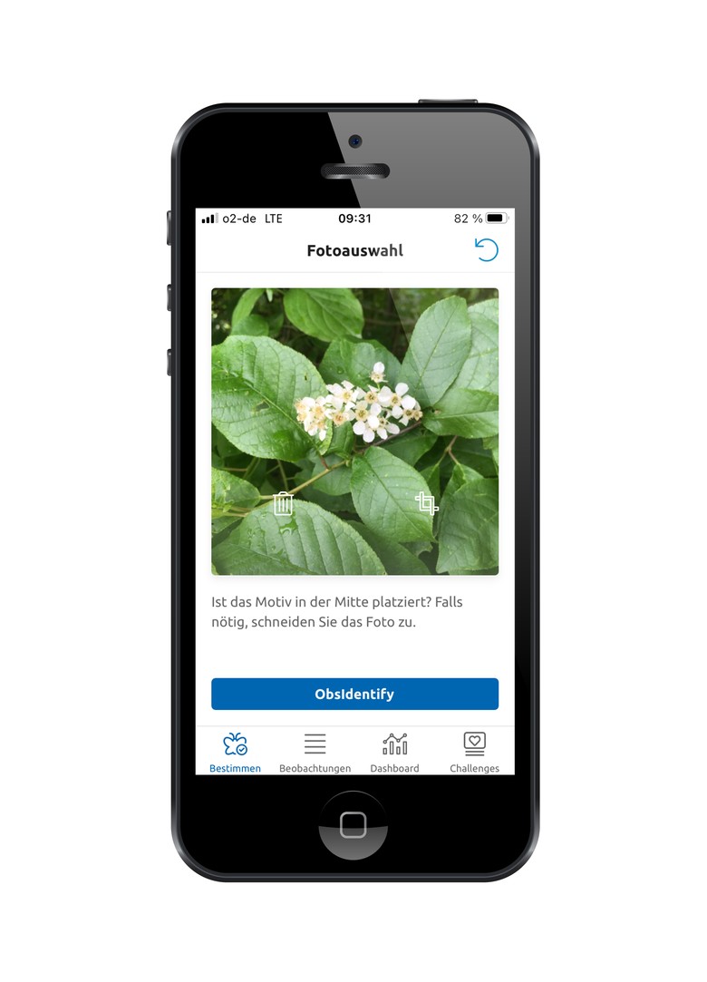 Bildschirmansicht der App ObsIdentify auf einem Smartphone.