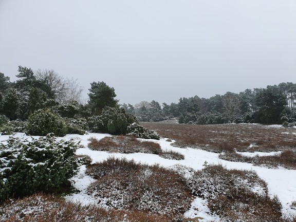 Heidelandschaft im Winter.