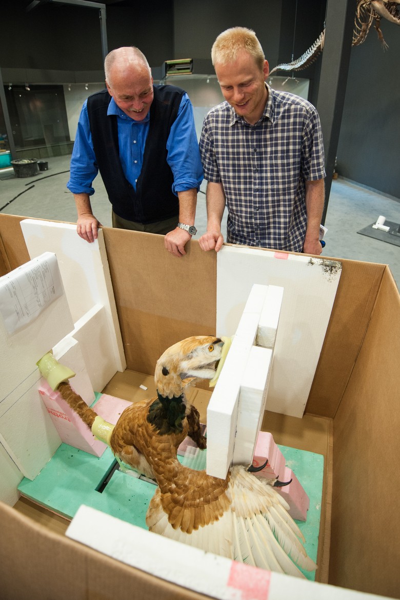 Die Ausstellungsmacher begutachten die Rekonstruktion des Sauriers. Foto: LWL, Oblonczyk