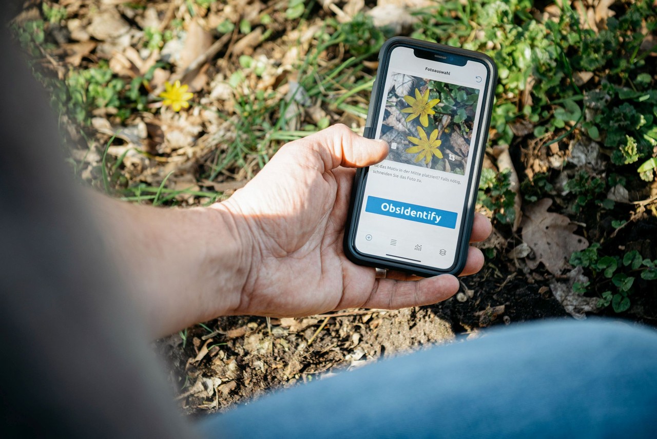Mit der Bestimmungs-App ObsIdentify lassen sich Naturbeobachtungen ganz einfach mit dem Smartphone bestimmen und melden. Foto: LWL/Steinweg